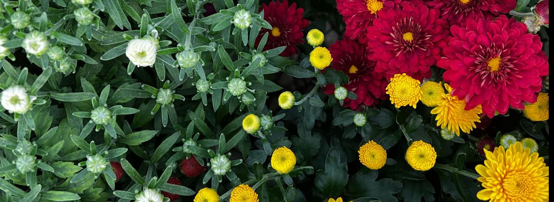 fall mums