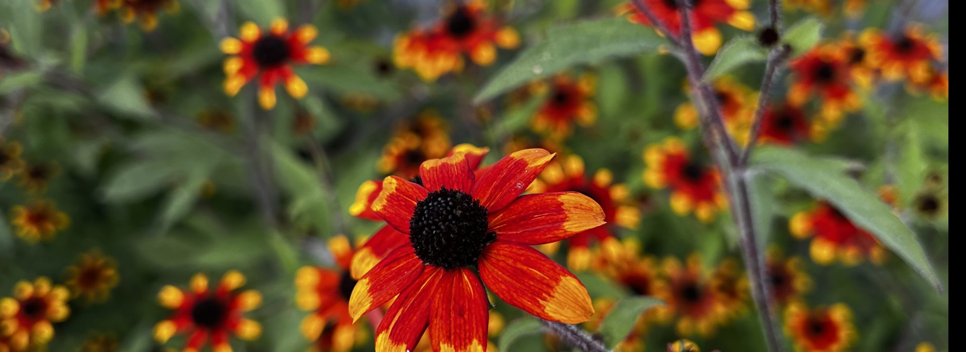 Summer perennials