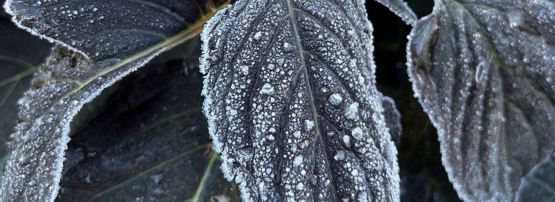 eclipse hydrangea