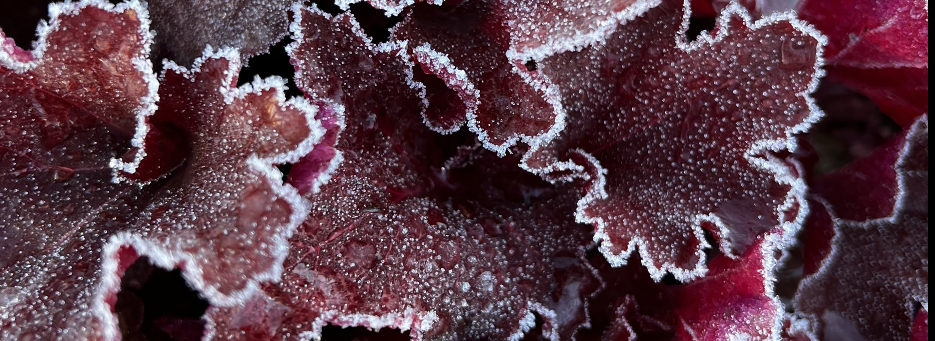 frosted heuchera