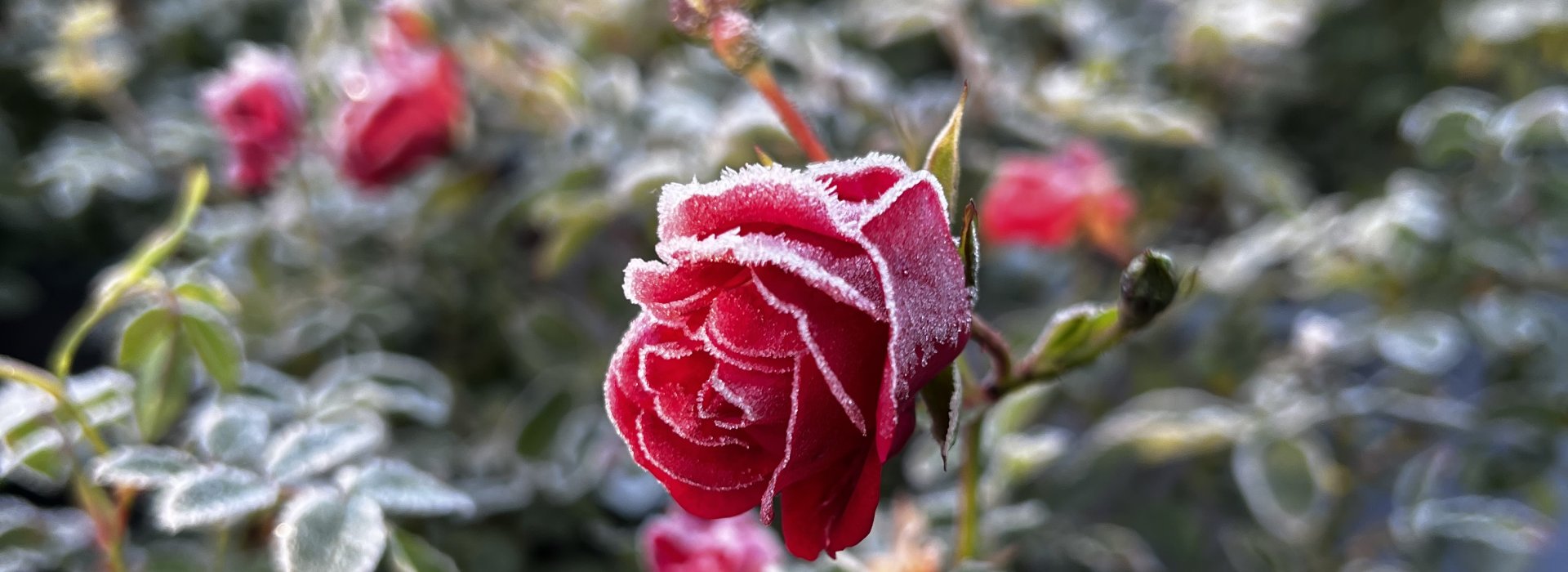 frost rose