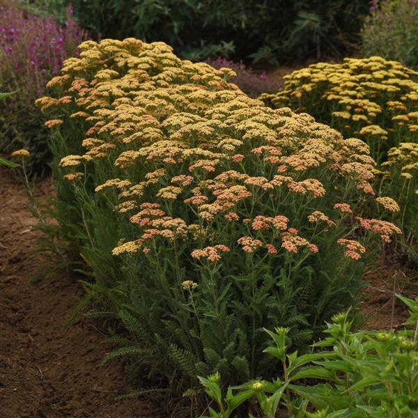 Achillea New Vintage Terracotta