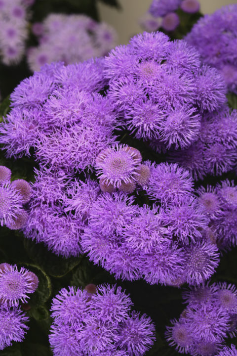 Ageratum Bumble Blue