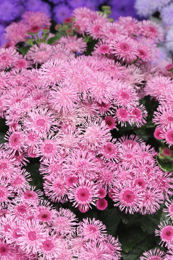 Ageratum Bumble Rose