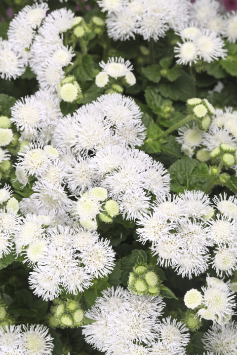 Ageratum Bumble White