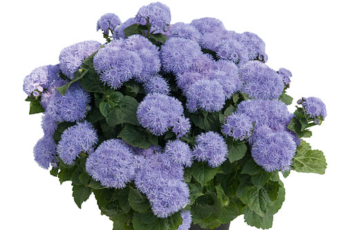 Ageratum 'Parc Majorelle'