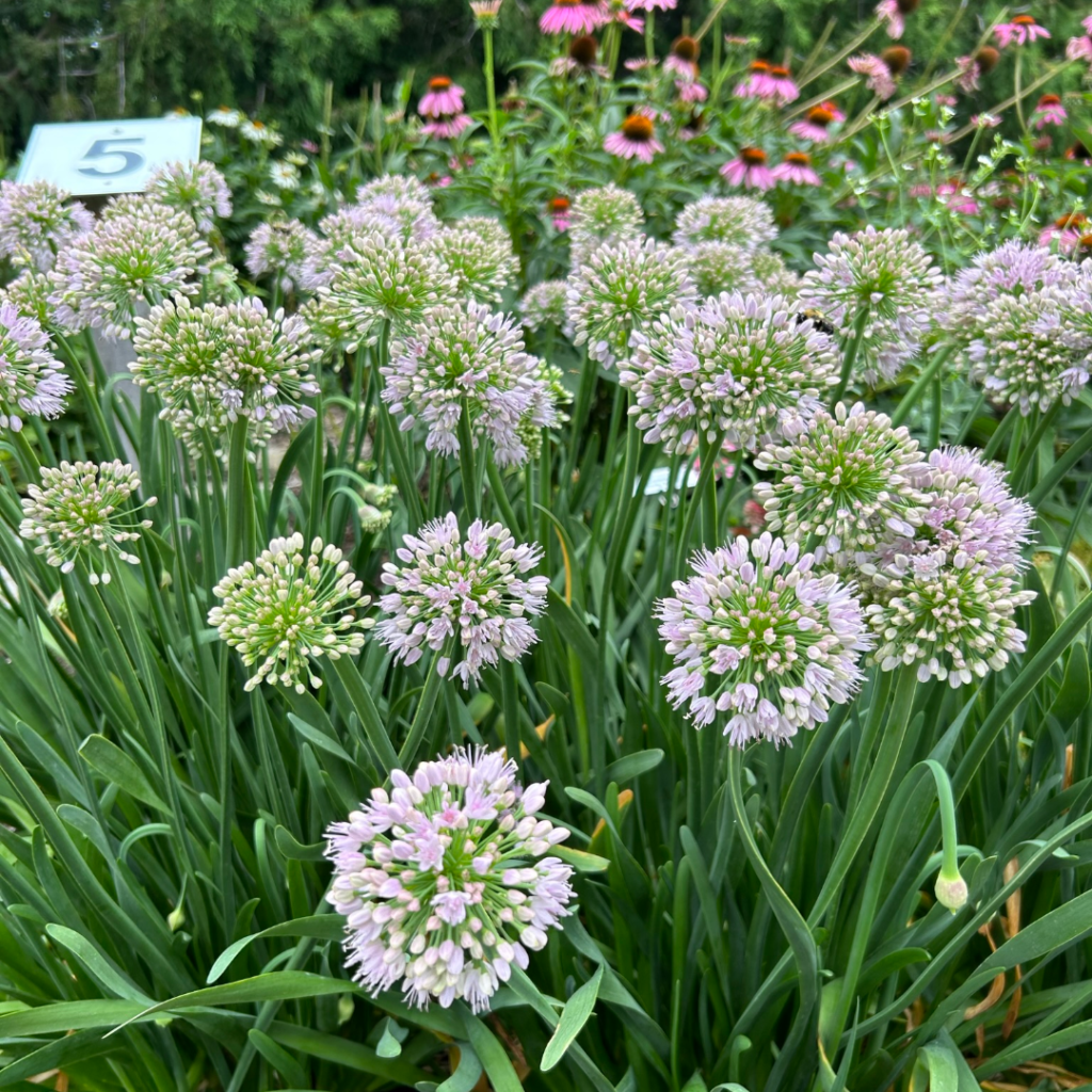 Allium Big Beauty