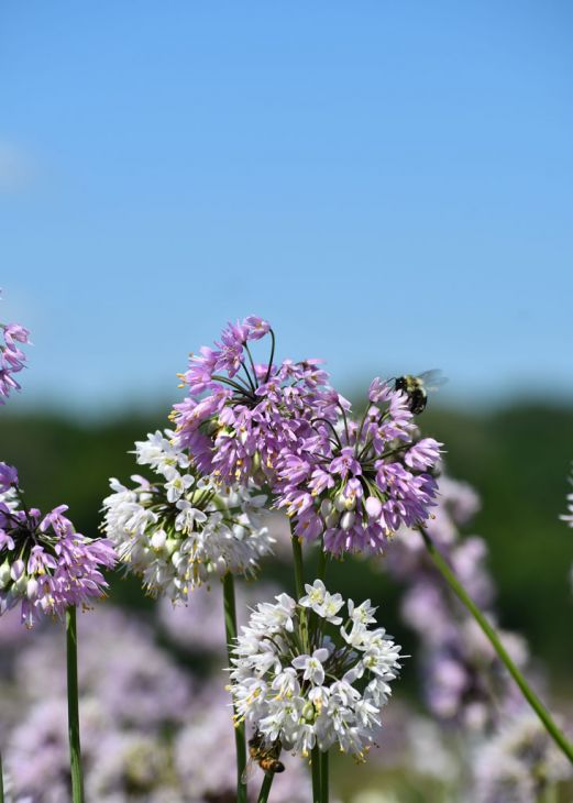 Allium cernuum