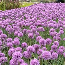 Allium New Moon