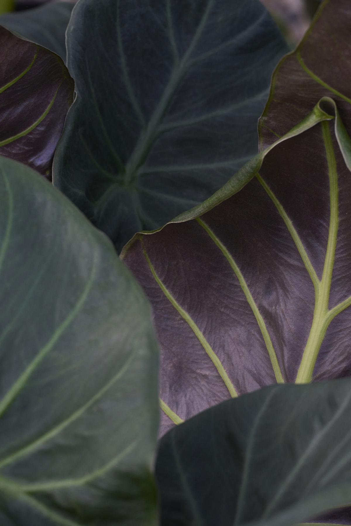 Alocasia Regal Shield