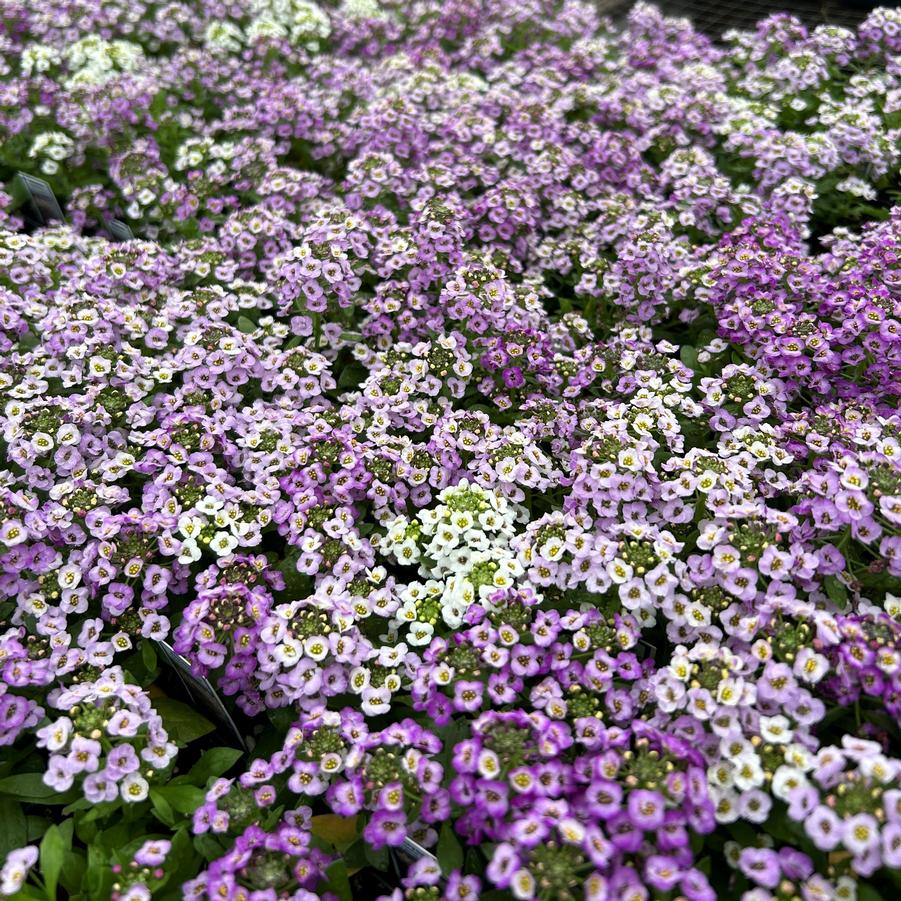 Alyssum Clear Crystal 'Lavender Shades'