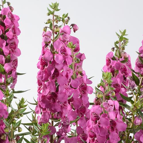 Angelonia 'Alonia Big Dark Pink'