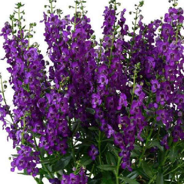 Angelonia Alonia Purple