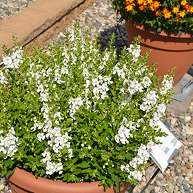 Angelonia Alonia Snowball