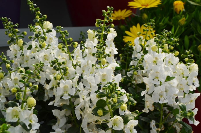 Angelonia Alonia Snowball