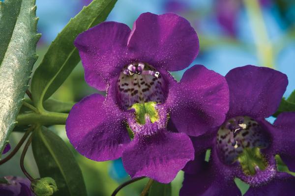 Angelonia Carita Deep Purple