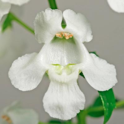 Angelonia Carita White