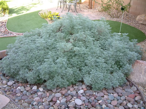 Artemisia 'Powis Castle'