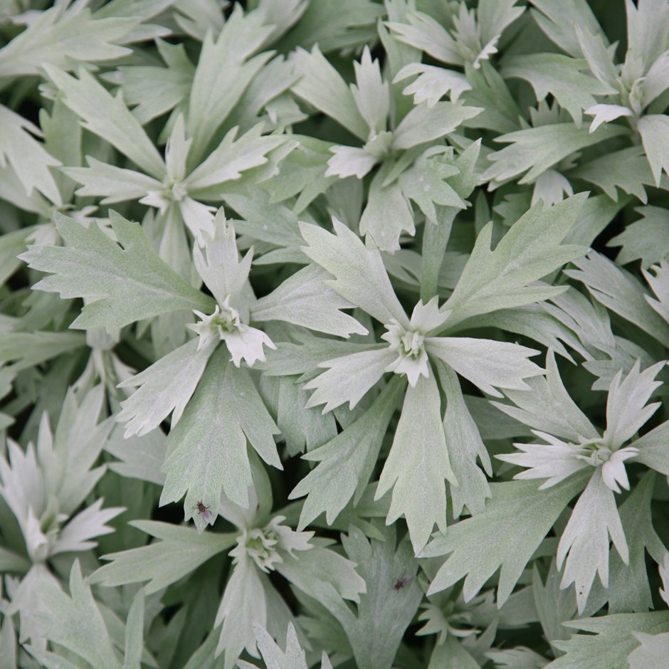 Artemisia ludoviciana 'Valerie Finnis'