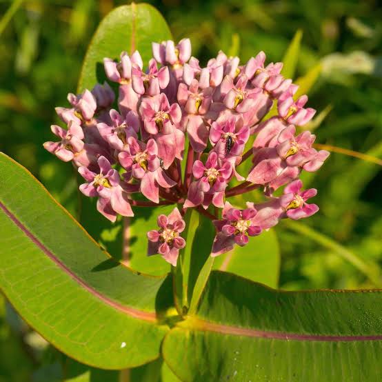 Asclepias Sullivantii