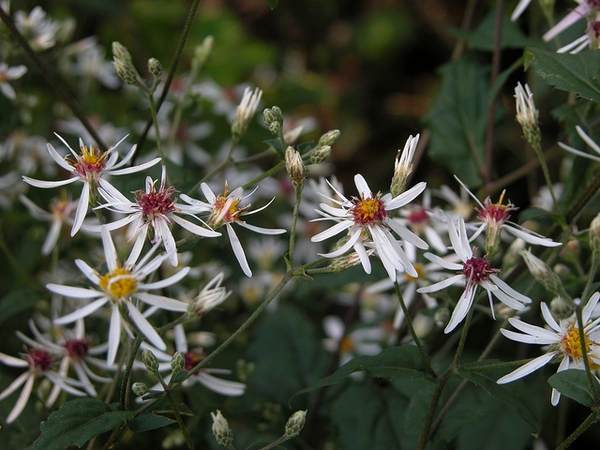 Aster Divaricatus