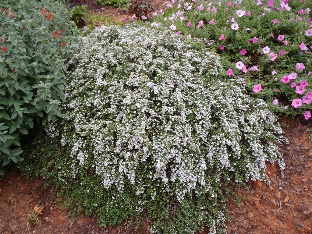 Aster Ericoides