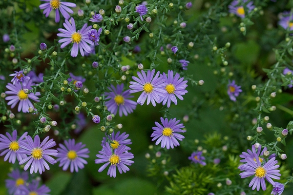 Aster Laevis