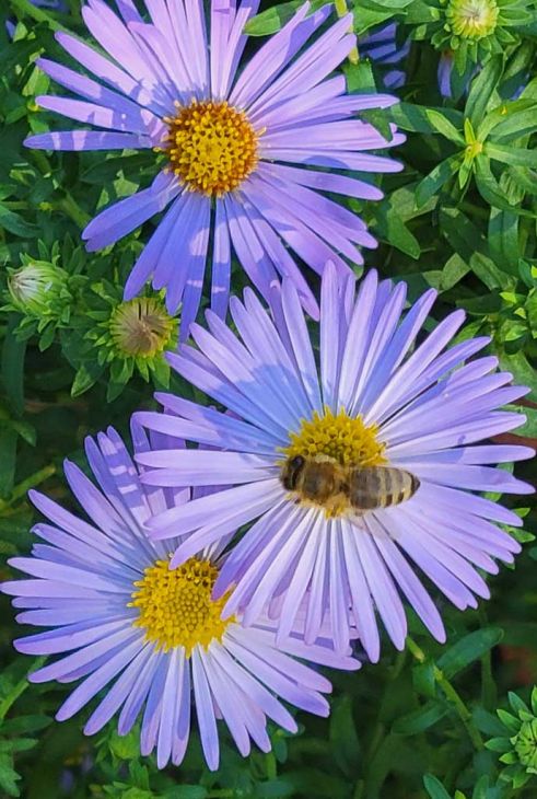 Aster novi-belgii