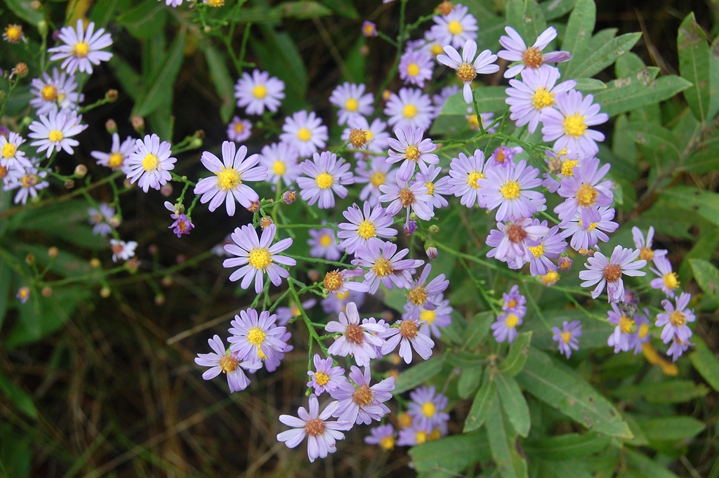 Aster Oolentangiense