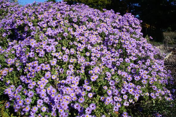 Aster Twilight Sky