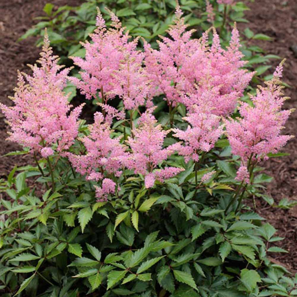 Astilbe 'Vision in Pink'