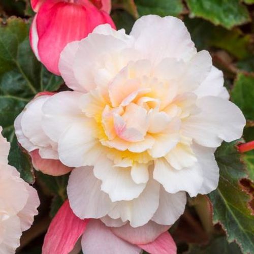 Begonia SweetSpice 'Appleblossom'