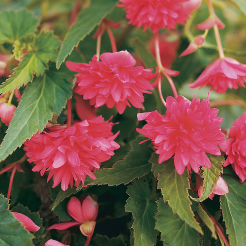 Begonia Belleconia Rose