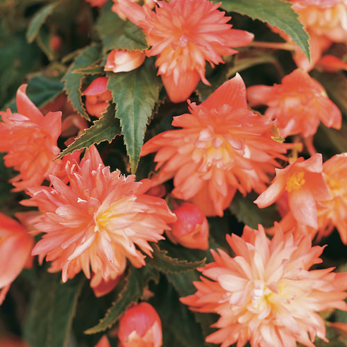 Begonia Belleconia Soft Orange