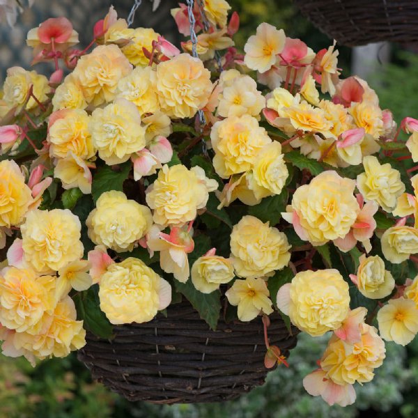 Begonia 'Fragrant Falls Lemon'