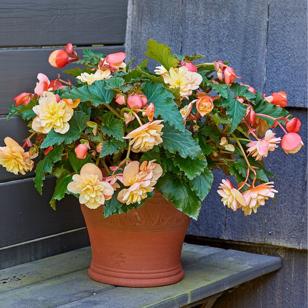 Begonia 'Fragrant Falls Peach'