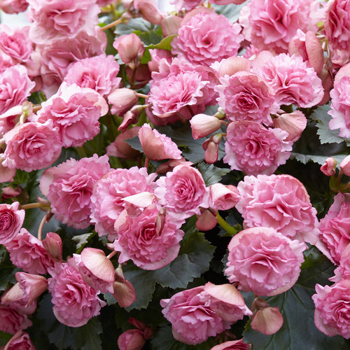 Begonia Frivola Pink