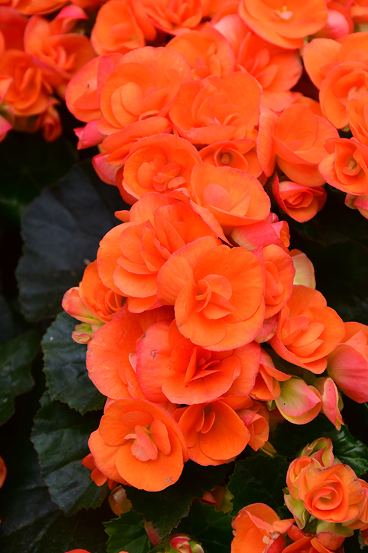 Begonia Hiemalis 'Batik'