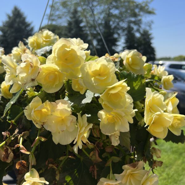 Begonia Solenia Yellow