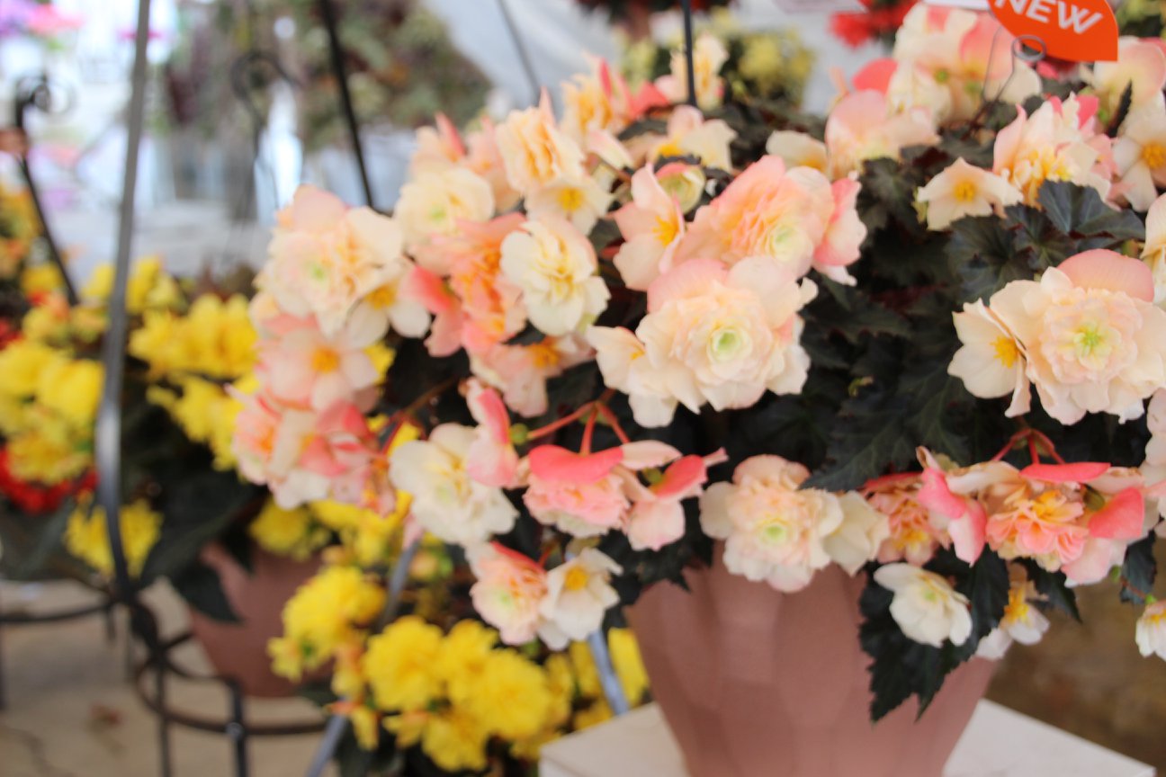 Begonia I'conia Upright 'Champagne'	