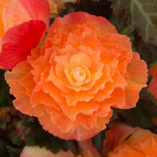 Begonia I'conia Upright 'Sunrise'