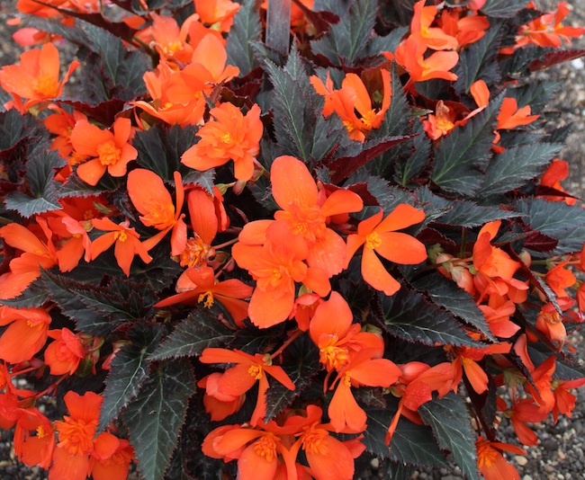 Begonia I'conia Upright 'Fire'