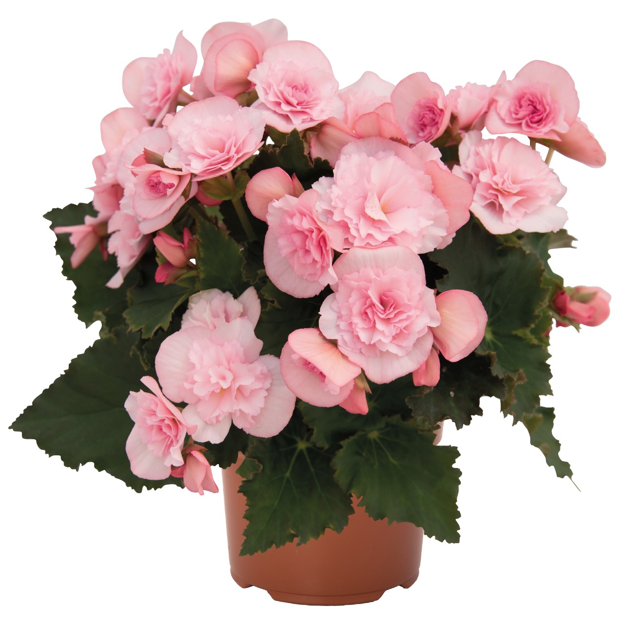 Begonia Move2 Joy Pink