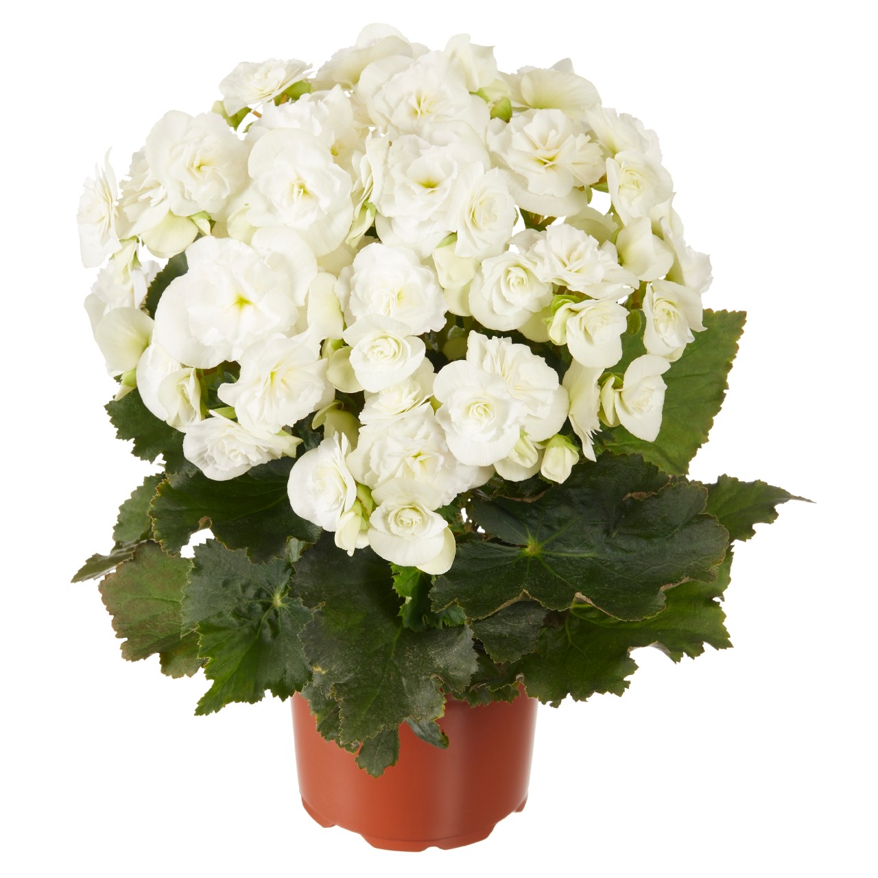 Begonia Move2 Joy White