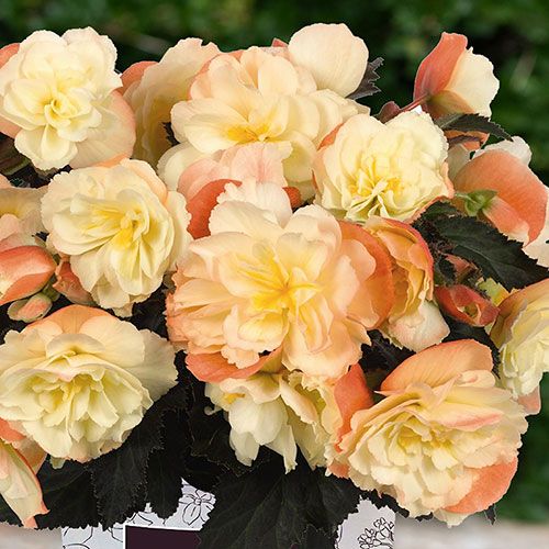 Begonia I'conia Scent. 'Peachy Keen'