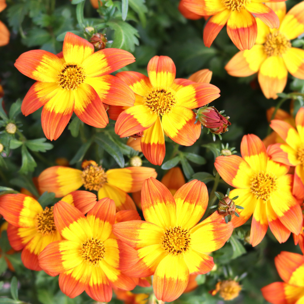 Bidens Bidy Bloom Wildfire