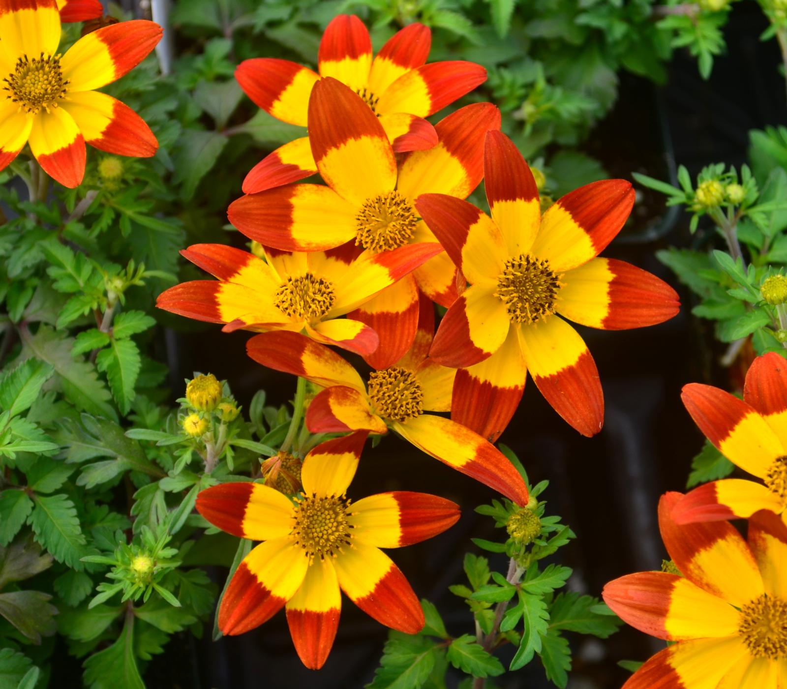 Bidens Namid 'Red & Yellow Eye'