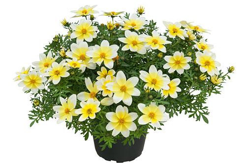 Bidens 'Spicy Electric White'