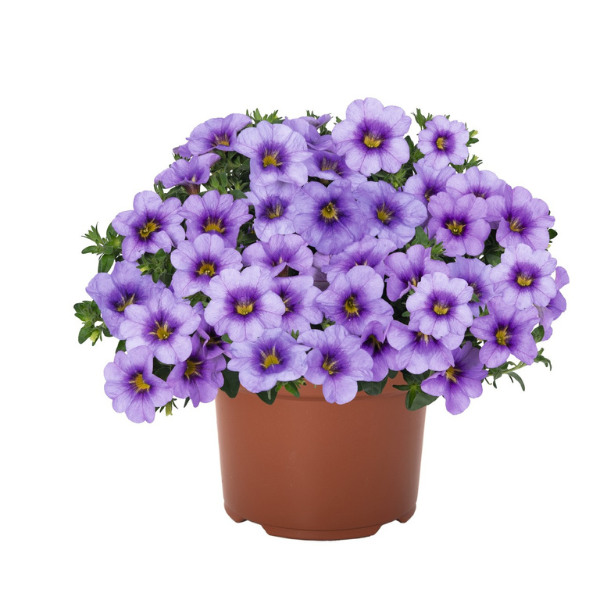 Calibrachoa Blue Sky