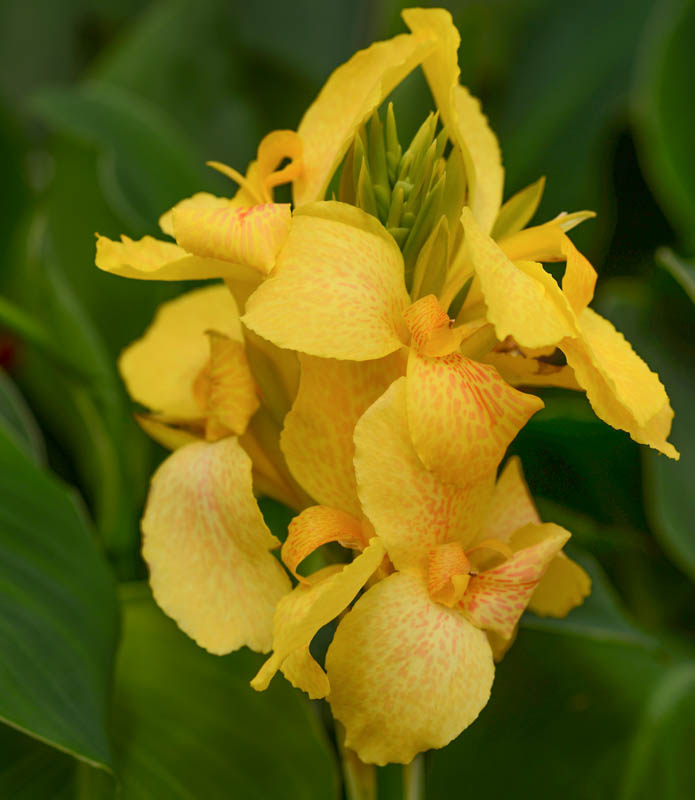 Canna Cannova 'Sunrise Mix'